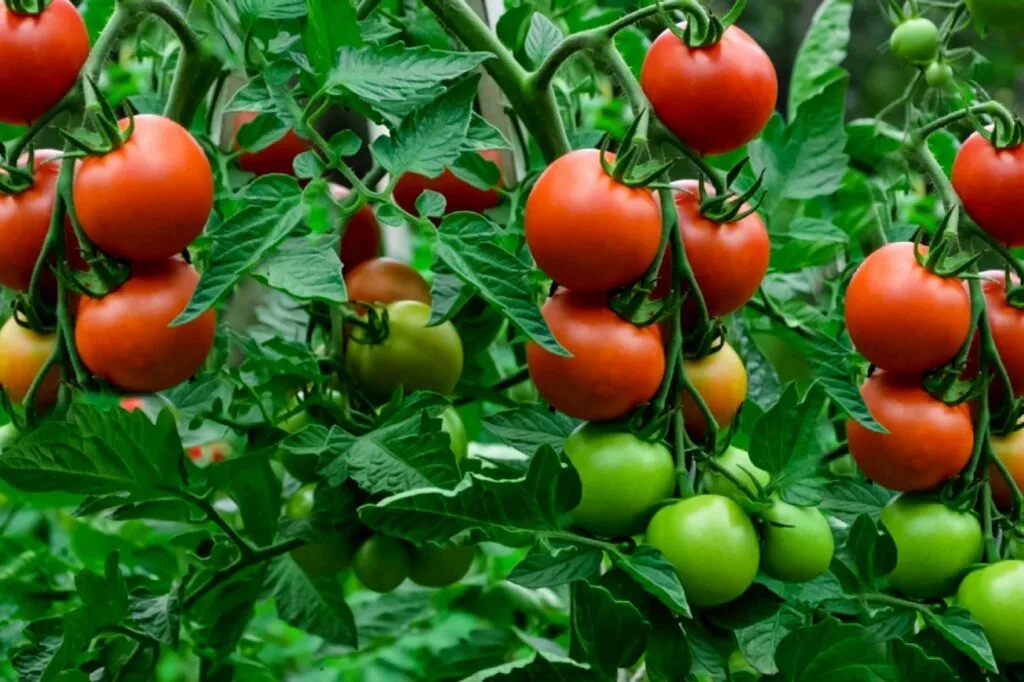من يتصدر إنتاج الطماطم؟ أعلى 10 دول في 2026