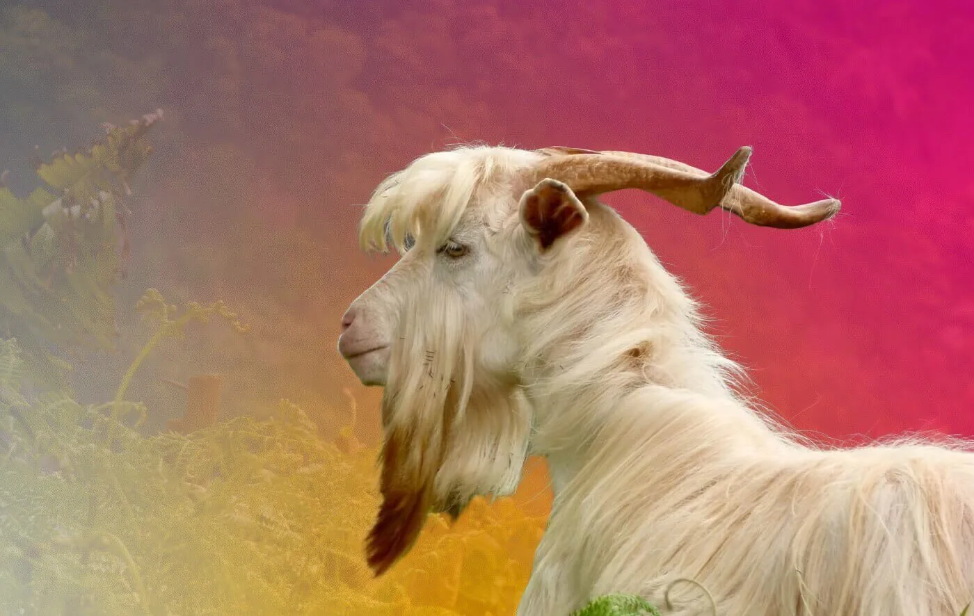 Goat