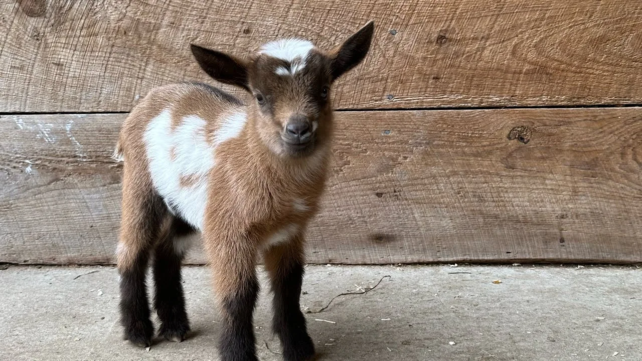 Goat