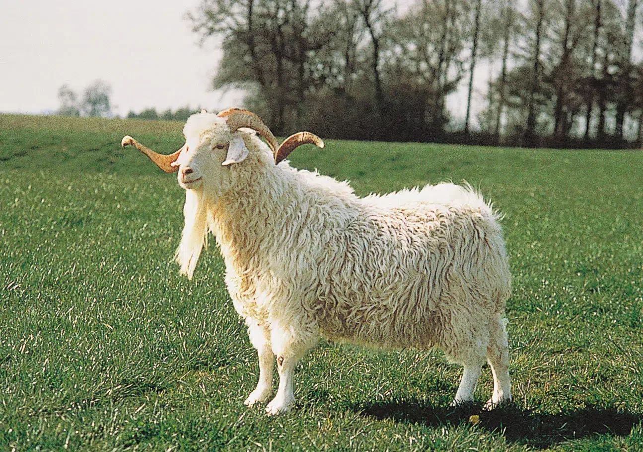 Goat