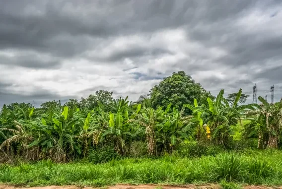 أعلى 10 دول في إنتاج الموز - صورة 8
