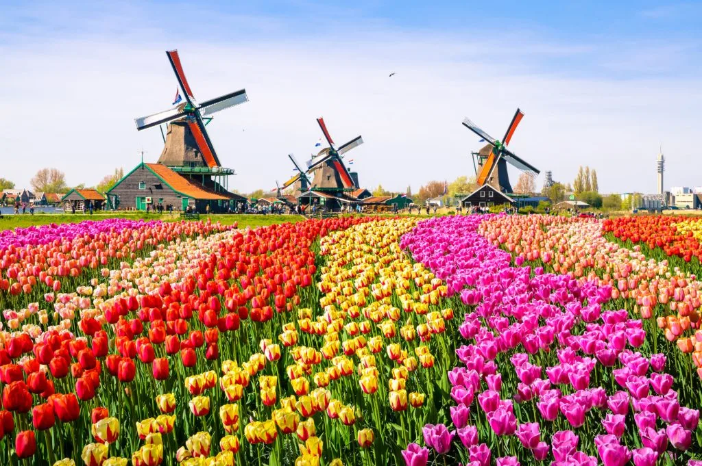 أفضل 10 بلدان بناءاً على مؤشر التنمية البشرية - صورة 10
