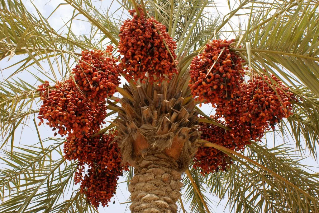 أضخم منتجي التمور في العالم 2024