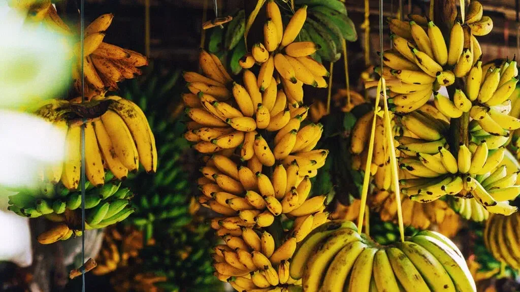 ما هي الدولة الرائدة في إنتاج الموز في العالم؟ - صورة 3