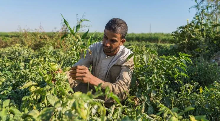 الايدي العاملة - زراعة