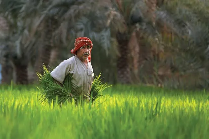 الزراعة في الوطن العربي